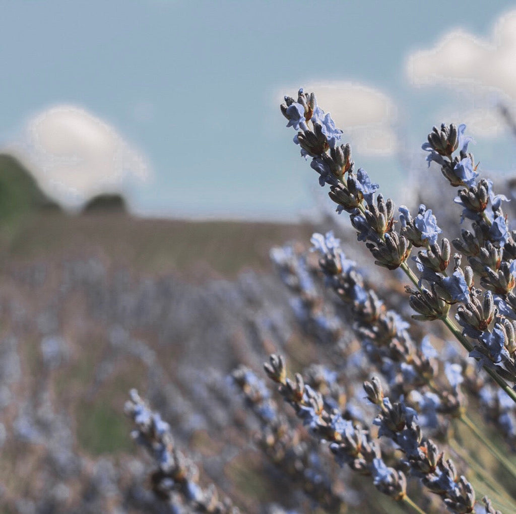 Organic Conditioner - Refill