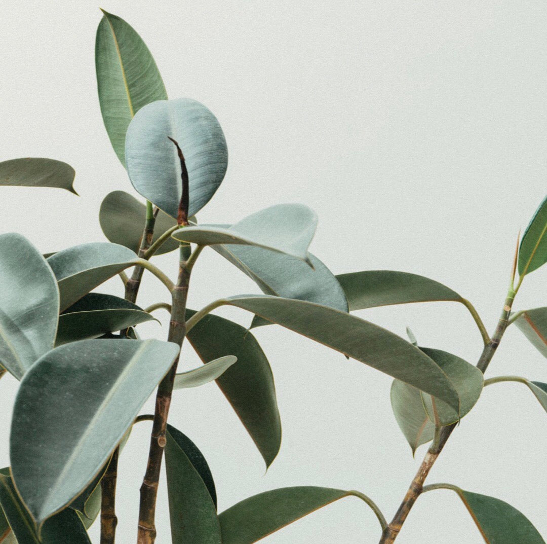 Organic Shampoo - Refill