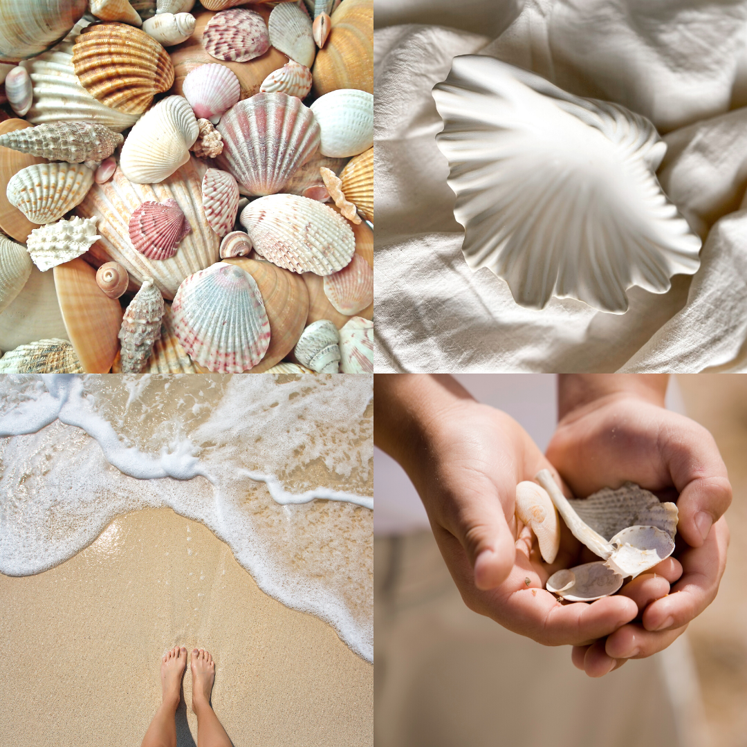 Seashell | Ceramic